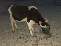 Bulle, Swiss cattle — Foto 2