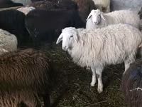 Schaf, Tian-Shan semifinewool sheep — Foto 1