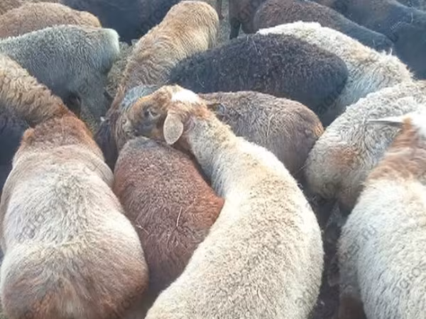 Baran, Edilbay sheep
