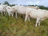 Krowa, Charolais cattle — zdjęcie 6