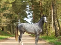 Hengst, Pferde — Foto 2