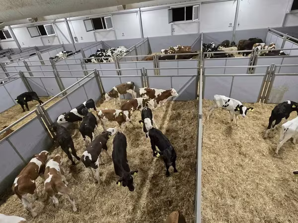Bull, Cattle