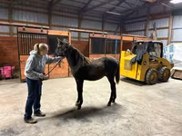 Caballo, Rocky Mountain Horse — foto 6
