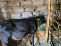 Byk, Bydło — zdjęcie 3