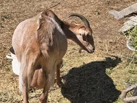 Cabra, Cabras — foto 4