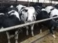 بقرة, Swiss cattle — الصورة 2