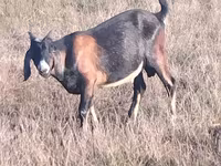 बकरा, Nubian Goat — फ़ोटो 3
