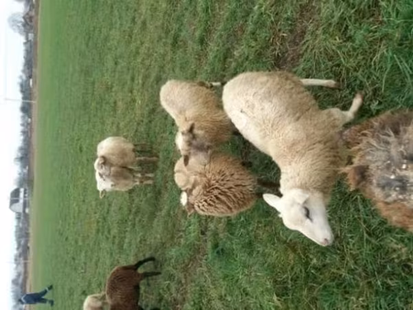 Owca, Romanov sheep — Rosja