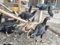 Chickens — photo 1