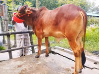 Krowa, Bydło — zdjęcie 4