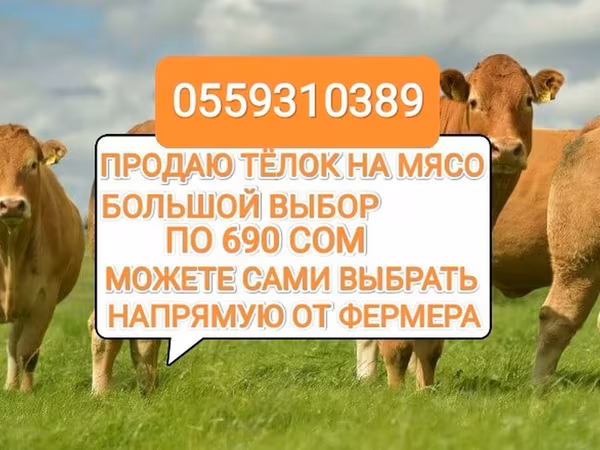 بقرة, الماشية