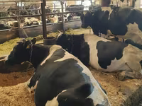 Krowa, Swiss cattle — zdjęcie 3