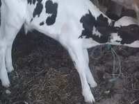 सांड, गोलस्टीन नस्ल — फ़ोटो 1