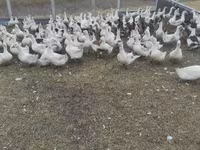 Geese — zdjęcie 1