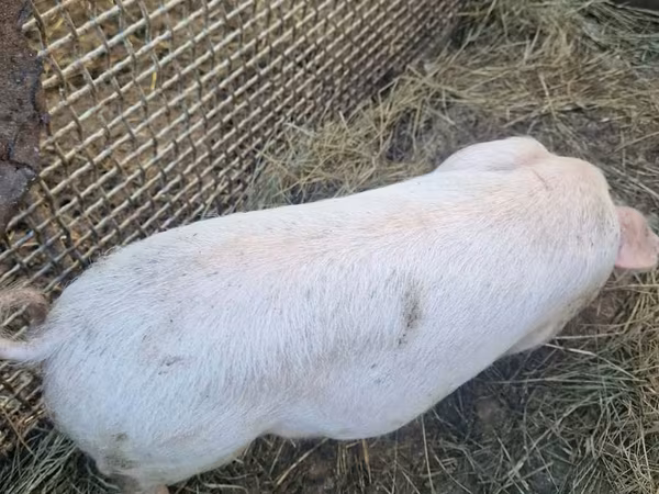 母猪, Pigs