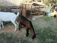 Koza, Saanen goat — zdjęcie 5
