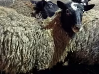 Owca, Romanov sheep — zdjęcie 7