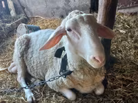 मेढ़ा, Awassi sheep — फ़ोटो 1