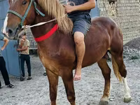 Caballo, Soviet Heavy draft — foto 4