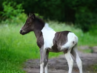 Hengst, American shetland pony — Foto 3