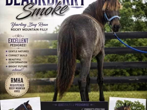 Kobyła, Rocky Mountain Horse