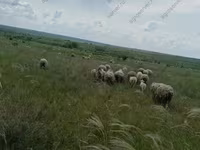 Ram, Merino sheep — photo 5