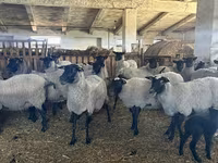 Owca, Romanov sheep — zdjęcie 1