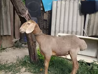 Baran, Edilbay sheep — zdjęcie 1