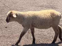 Widder, Hampshire sheep — Foto 7
