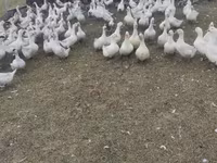 Geese — zdjęcie 2
