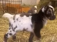 Goat, Goats — photo 8