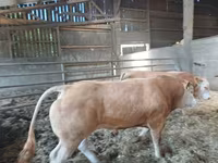 Byk, Blonde d’Aquitane cattle — zdjęcie 2