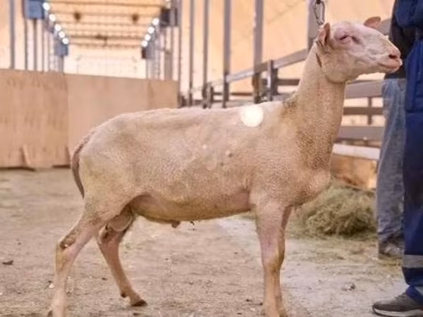 Baran, East Friesian Dairy sheep