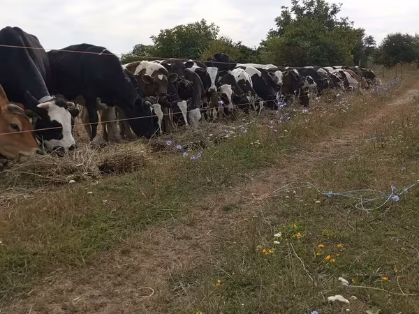 公牛, Cattle