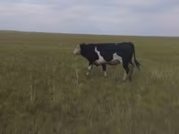 Byk, Russian Black pied cattle — zdjęcie 3