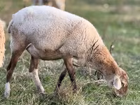 Baran, Edilbay sheep — zdjęcie 4