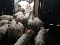 Knur, Świnie — zdjęcie 2