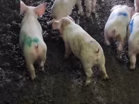 Eber, Schweine — Foto 8