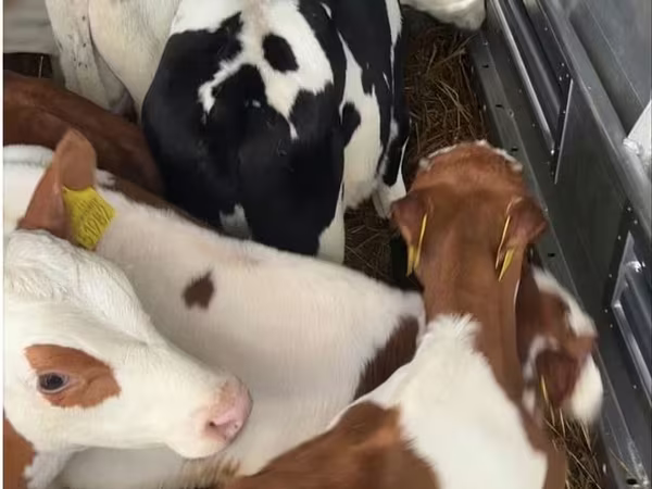 Byk, Simmental cattle