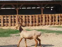 Baran, Edilbay sheep — zdjęcie 3