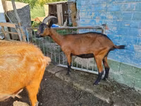 Koza, Alpine goat — zdjęcie 2
