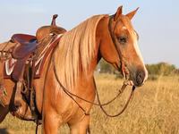 Koń, Gypsy horse — zdjęcie 6