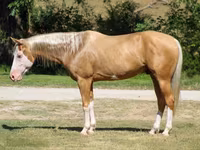 Caballo, Palomino — foto 1