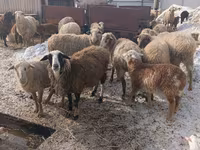 Sheep, Romanov sheep — photo 3