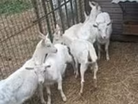 Koza, Saanen goat — zdjęcie 1