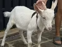 Koza, Alpine goat — zdjęcie 4