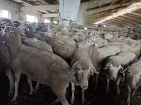 Owca, Kuibyshev sheep — zdjęcie 1