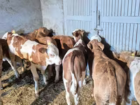 Bull, Cattle — photo 8