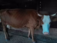Vaca, Ganado vacuno — foto 5
