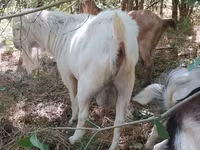 बकरा, LaMancha goats — फ़ोटो 2